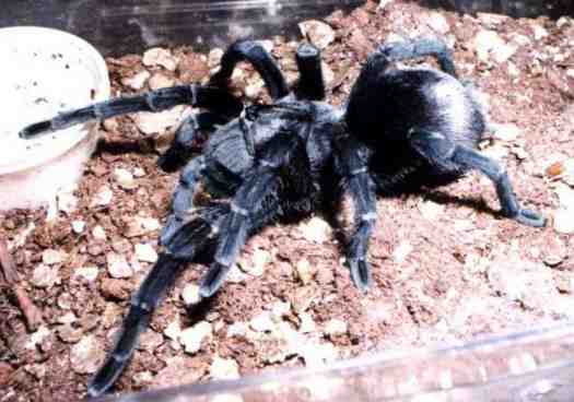 Brazilian Black Tarantula